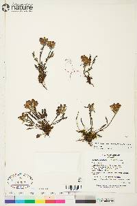 Pedicularis arctoeuropaea image