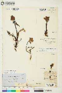 Pedicularis arctoeuropaea image