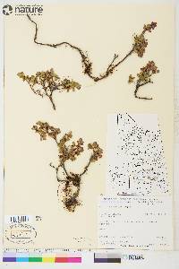 Vaccinium uliginosum image