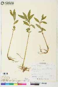 Lysimachia thyrsiflora image