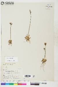 Primula stricta image