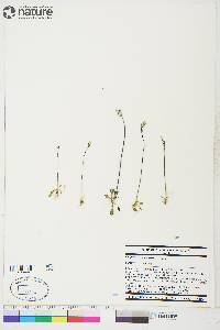 Primula stricta image