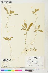 Trientalis europaea image