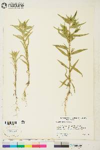 Collomia linearis image