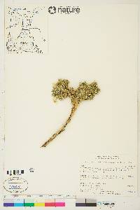 Phlox richardsonii image