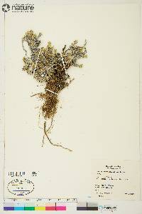 Phlox richardsonii subsp. alaskensis image