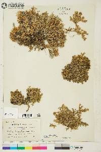 Phlox richardsonii image
