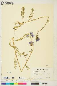 Polemonium acutiflorum image