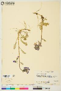 Polemonium acutiflorum image