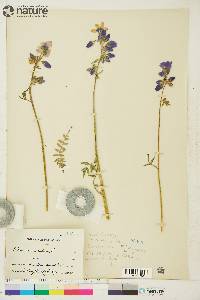 Polemonium acutiflorum image