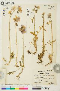 Polemonium acutiflorum image