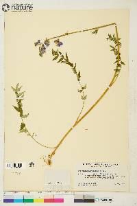 Polemonium acutiflorum image