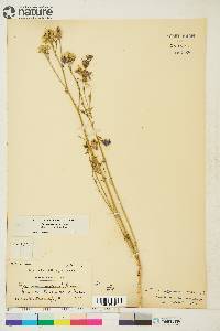 Polemonium acutiflorum image