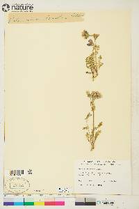 Polemonium boreale image