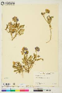 Polemonium boreale image