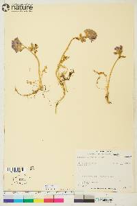 Polemonium boreale image