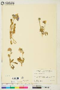 Polemonium boreale image