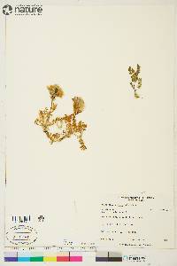 Polemonium boreale image