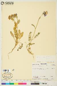 Polemonium boreale image