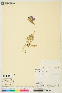 Polemonium boreale image