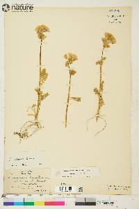 Polemonium boreale image