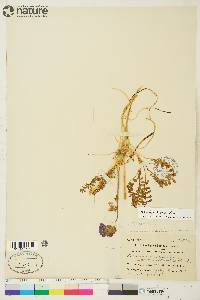 Polemonium boreale image