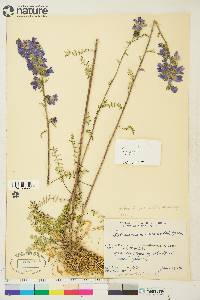 Polemonium occidentale image