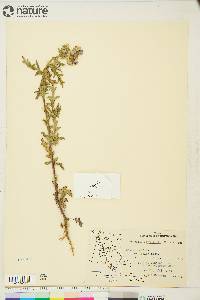 Phacelia franklinii image