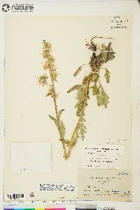 Phacelia mollis image