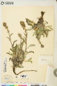 Phacelia mollis image