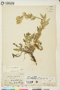 Phacelia mollis image