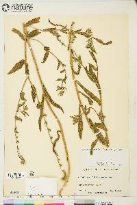 Amsinckia menziesii image