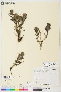 Castilleja elegans image