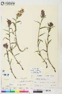 Castilleja elegans image