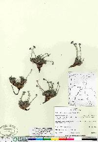 Eritrichium aretioides image