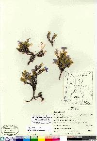 Phlox alaskensis image