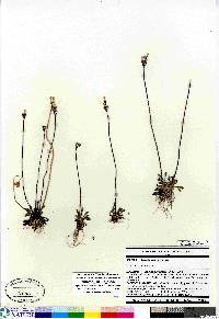 Primula stricta image