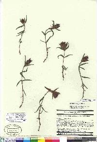 Castilleja elegans image