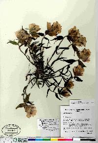 Castilleja elegans image