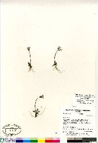 Primula stricta image