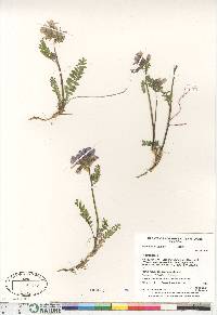 Polemonium boreale image