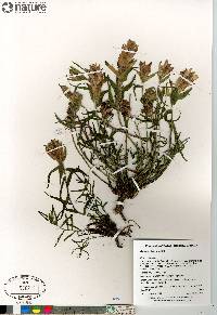 Castilleja elegans image