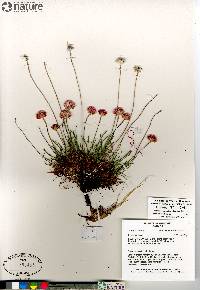 Armeria scabra image