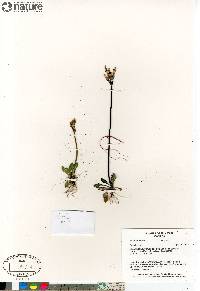 Primula stricta image