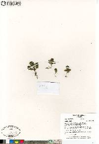 Euphrasia frigida image