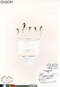 Euphrasia frigida image