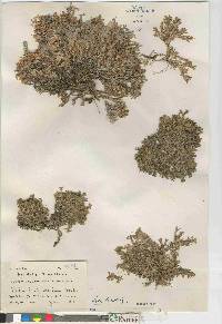 Phlox richardsonii subsp. richardsonii image
