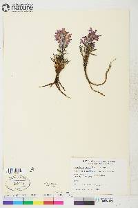 Pedicularis lanata image