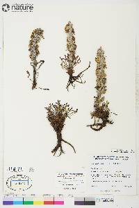 Pedicularis lanata image