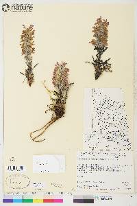 Pedicularis lanata image